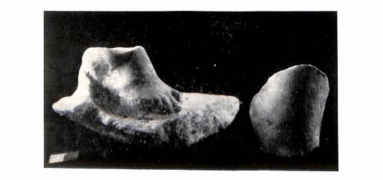 Supposed fragments of Tauroctony from Artashat(Artaxata)

"During excavations at Artashat in 1971, at the same site not far from a previously mentioned statue, another fragment of a marble statuette was found, representing the torso of a youth with a small animal skin and a child’s leg with a dangling heel, indicating the dynamism of the depicted figure (Plate XVIII2). Another marble fragment was discovered near the remains of a sanctuary dedicated to the sun god. It is assumed that this fragment depicts the hoof of a bull. Does this not suggest that the sanctuary once contained a statue of Mithra slaughtering a sacrificial bull?" (p. 23) https://arar.sci.am/publication/410263я

S. Obukhov cites this part from the text and comments on this find: "...Thus, G.A. Koshelenko sees in the tauroctony a reinterpretation of the late Babylonian rite of Kalu. In his opinion, the New Year’s rite, when a white bull was sacrificed - the personification of the generative forces of nature—was even more important (citing F. Thureau-Dangin and G. Widengren). It is known that the rite of taurobolium was celebrated in the mithraeum at Uruk-Varka, as evidenced by the discovery of a clay stamp depicting a tauroctony scene. Sculptural remains of a tauroctony scene were also discovered in layers dating from the first centuries AD in the ancient Armenian city of Artashat. This rite, apparently in a reinterpreted form, is described in the Armenian folk epic about David of Sassoun."

Sources:
1: Аракелян, Б. Н. - Очерки по истории искусства Древней Армении ([ref:6a9f1ba5e8702])
1: Խաչատրյան, Ժ. Դ. - Արտաշատ II ([ref:6a9d9eb8b7f4c])
2: Обухов, С. В. - Пантеон и царский культ в Коммагене. Эпоха Митридата I Каллиника и Антиоха I Теоса: историко-археологическое исследование